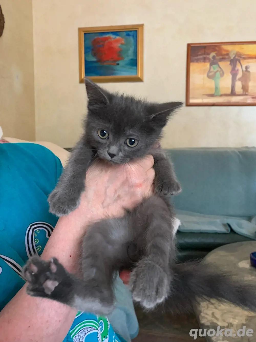 Ariel  BOMBAY-PERSER-MIX in liebende Hände abzug