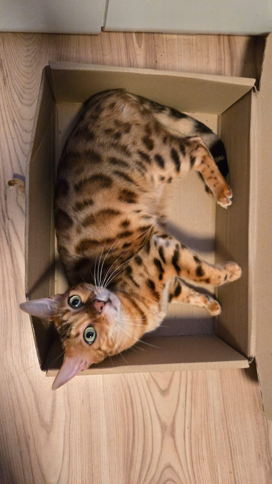 Bengal Weibchen Kastriert