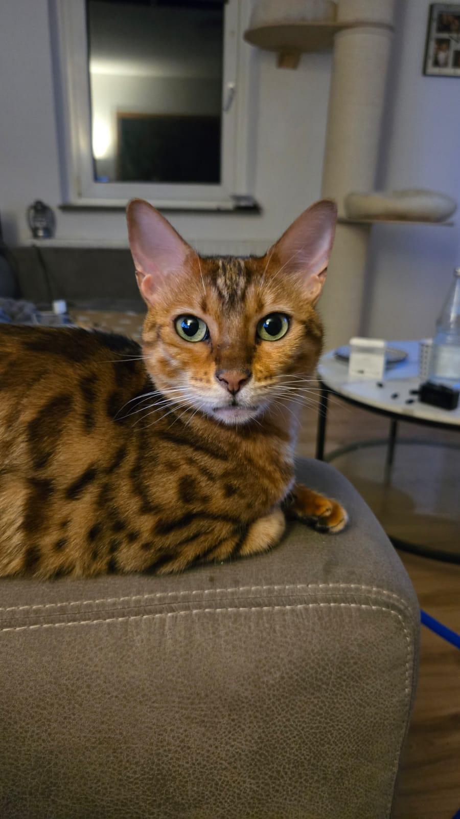 Bengal Weibchen Kastriert
