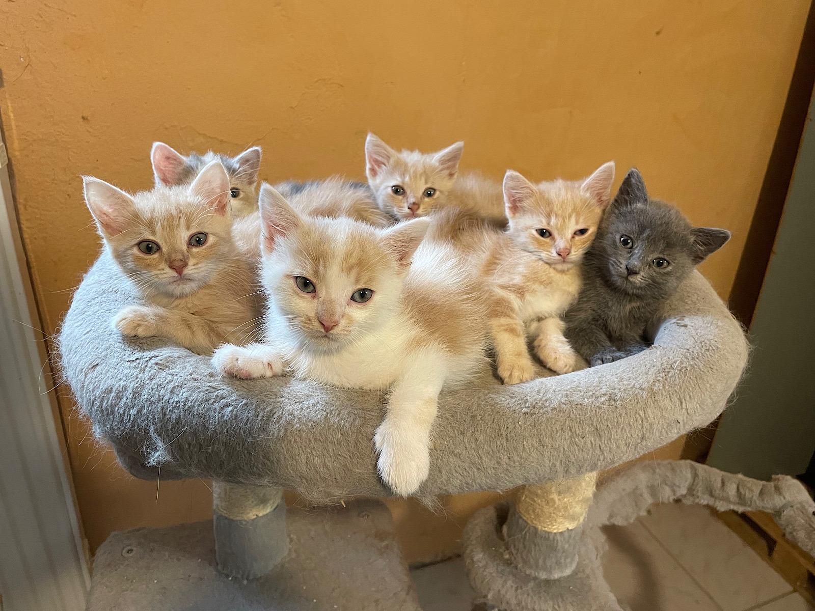 Sibirische Kittenmix abzugeben