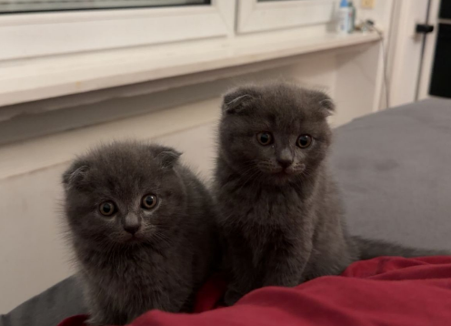 BKH/SCOTTISH FOLD MIX