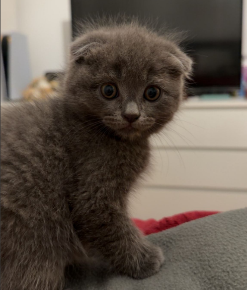 BKH/SCOTTISH FOLD MIX