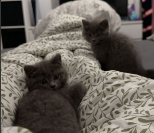 BKH/SCOTTISH FOLD MIX