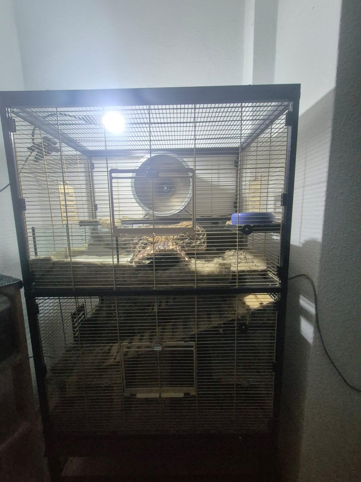 Wir verkaufen 3 Degus