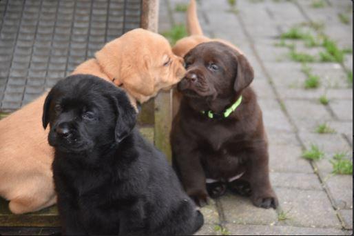 Wünderschöne Labrador Welpen