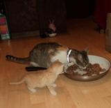 Wunderschöne BKH MIX (Britisch Kurzhaar Kätzchen