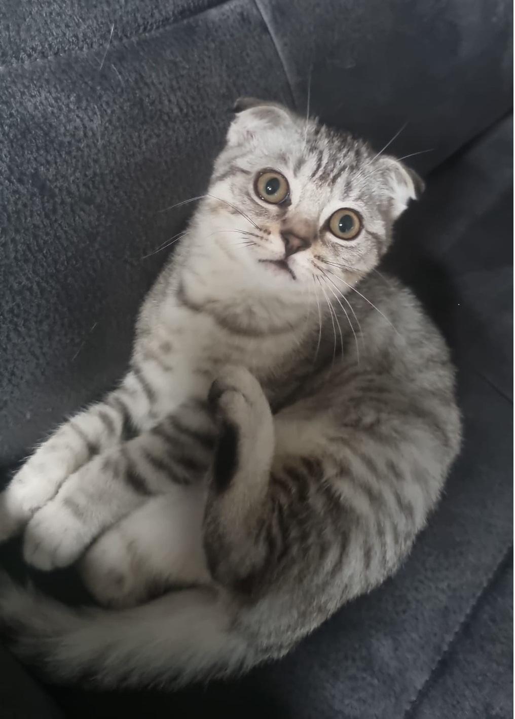 Zwei Britisch-Kurzhaar-Mix Geschwister suchen geme