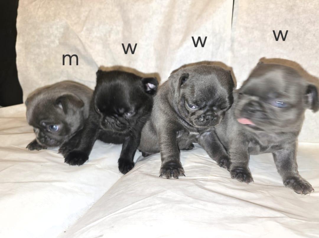 Noch 1 wunderschöner Retro Mops Welpe