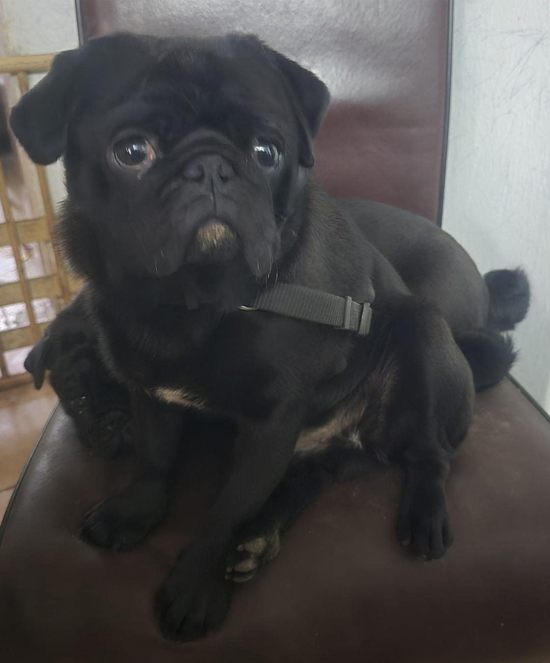 Noch 1 wunderschöner Retro Mops Welpe