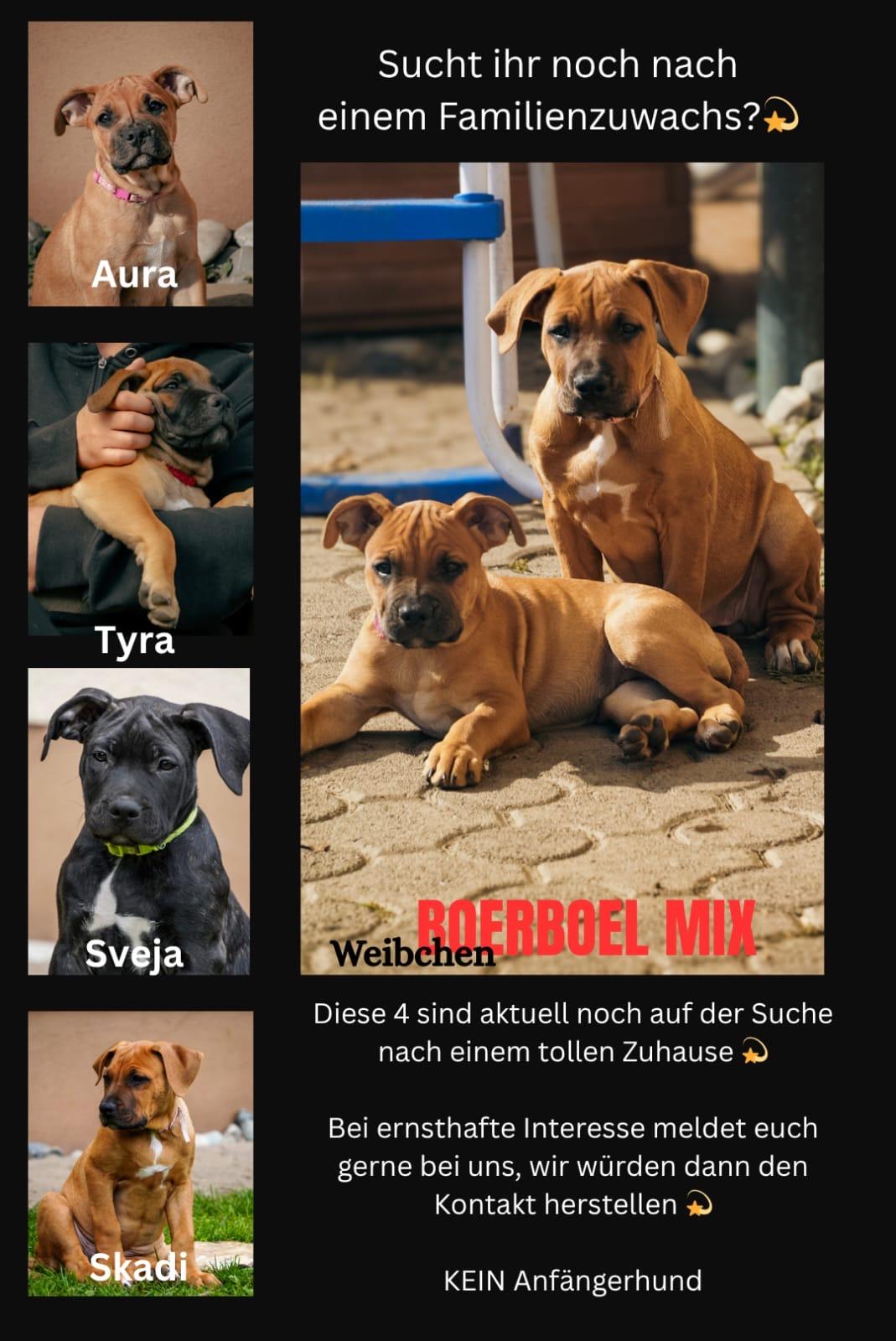 Boerboel Mix Welpen