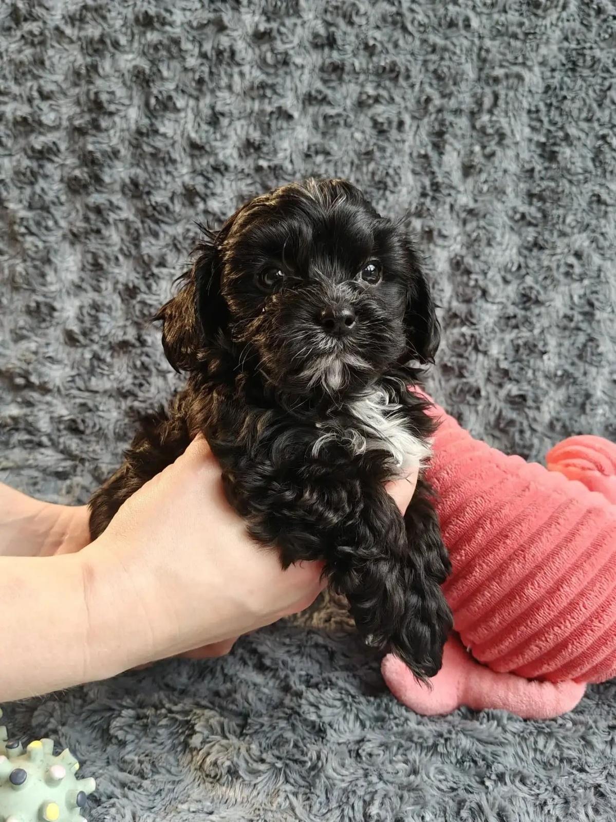 ✨ Zauberhafte Bolonka Zwetna Rüden – liebevol