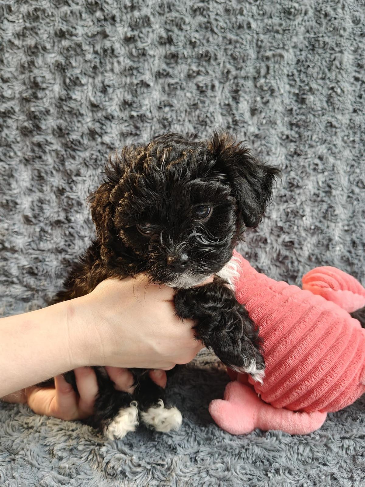 ✨ Zauberhafte Bolonka Zwetna Rüden – liebevol