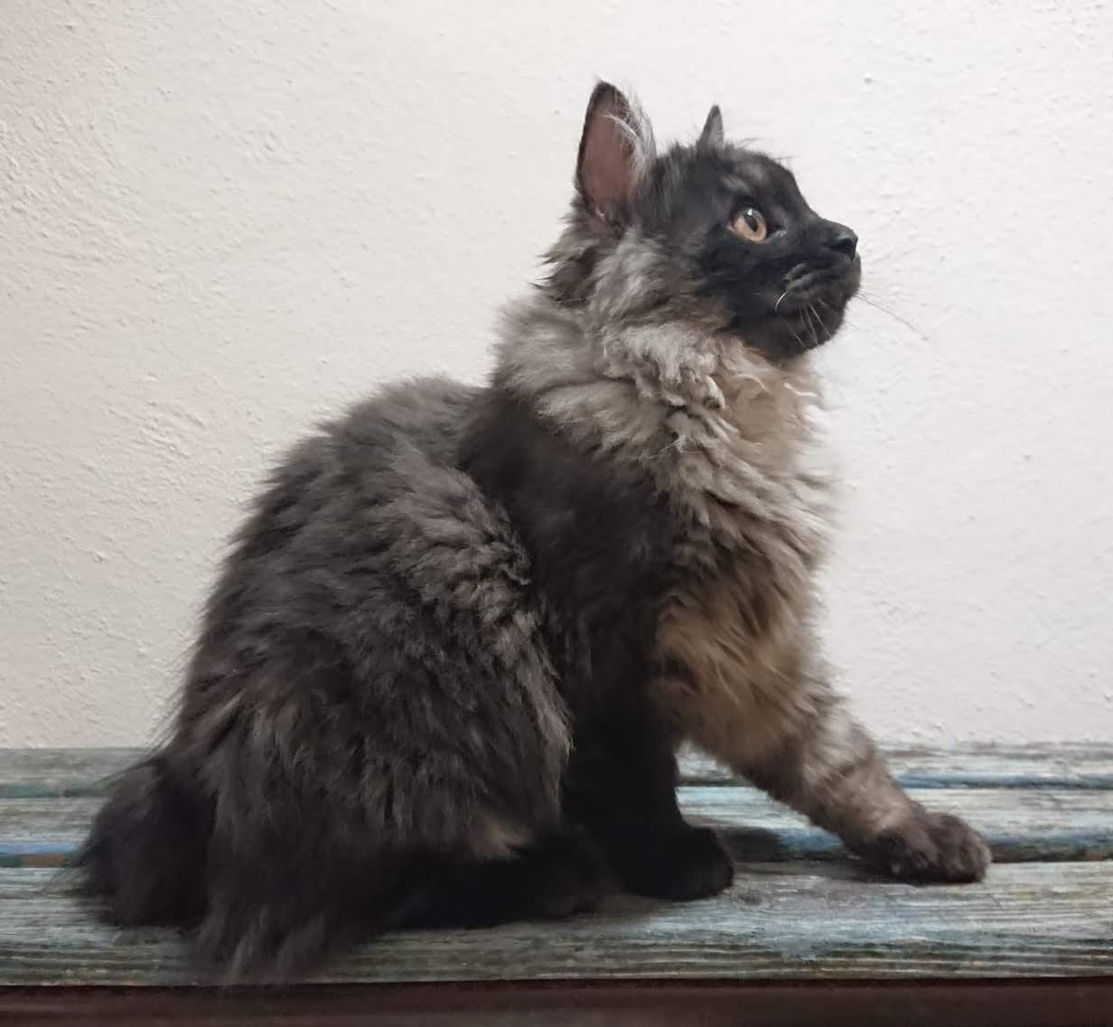 ARABICA DE LA CORNALINE