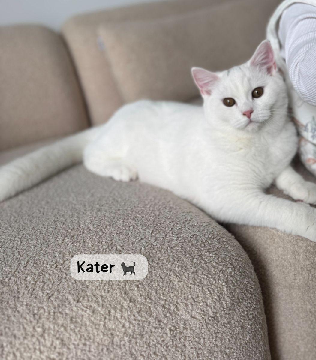 BKH paar Katze und Kater suchen ein liebevolles Zu