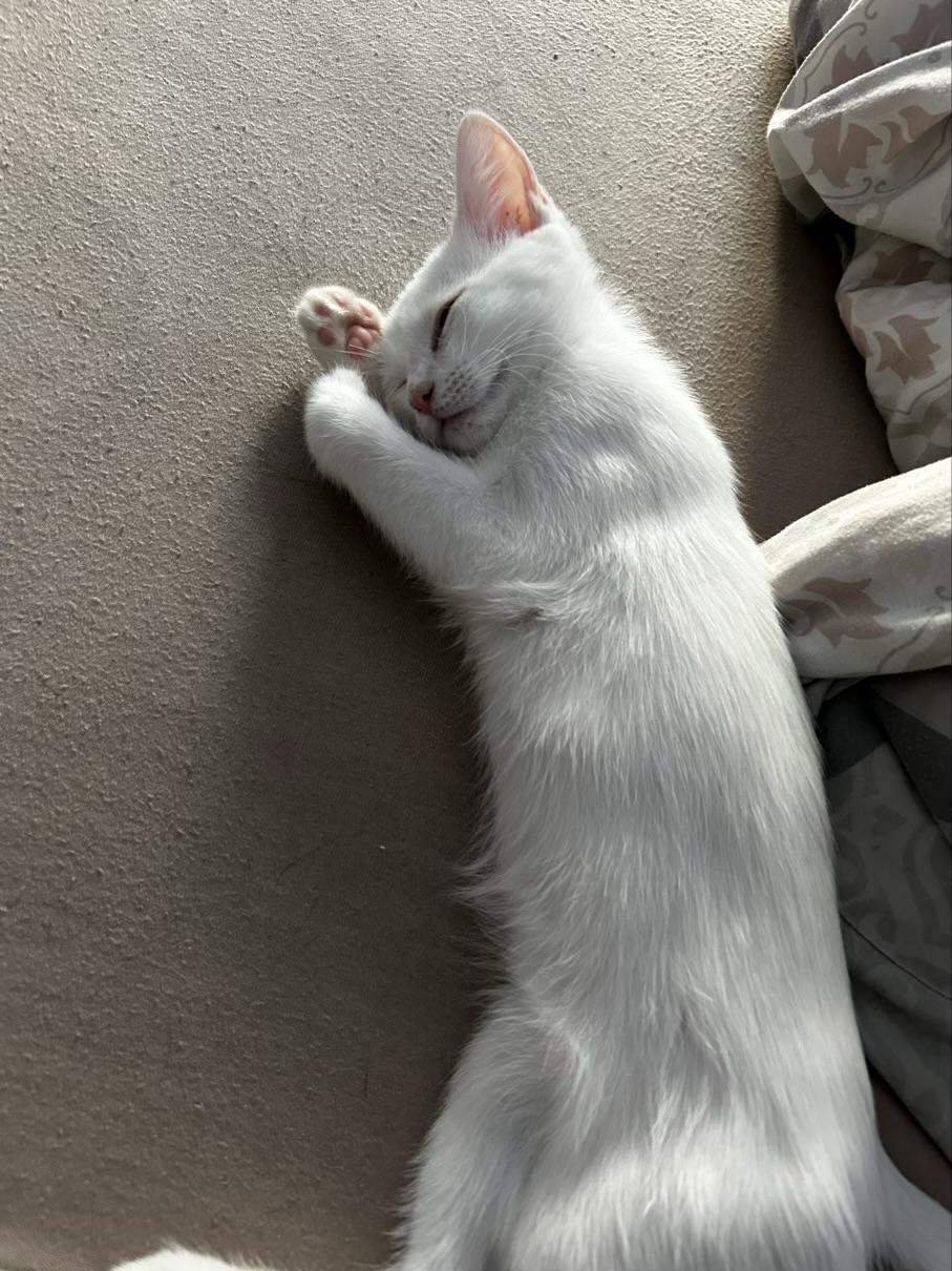 BKH-Türkisch Angora