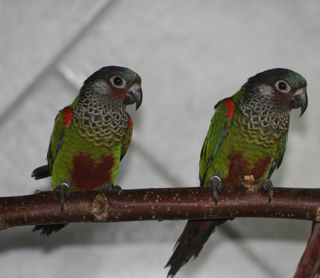 Blaustirnrotschwanzsittich