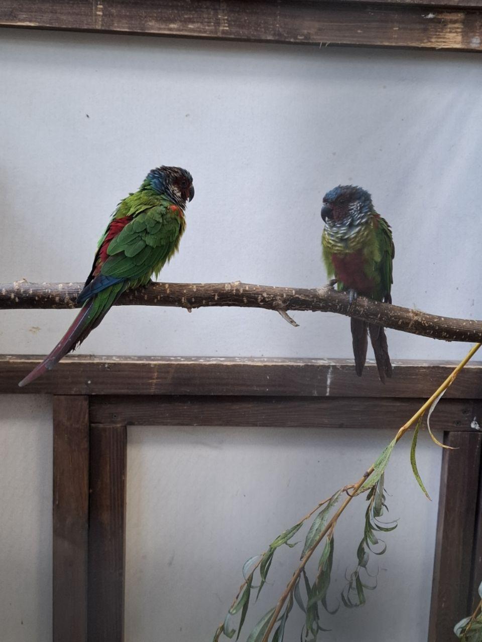 Emmas Weißohrsittiche