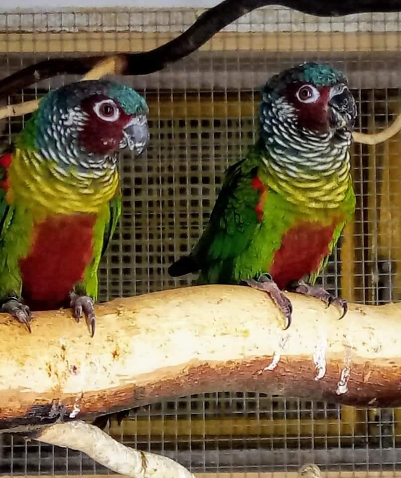 Emmas Weißohrsittiche Zuchtpaar