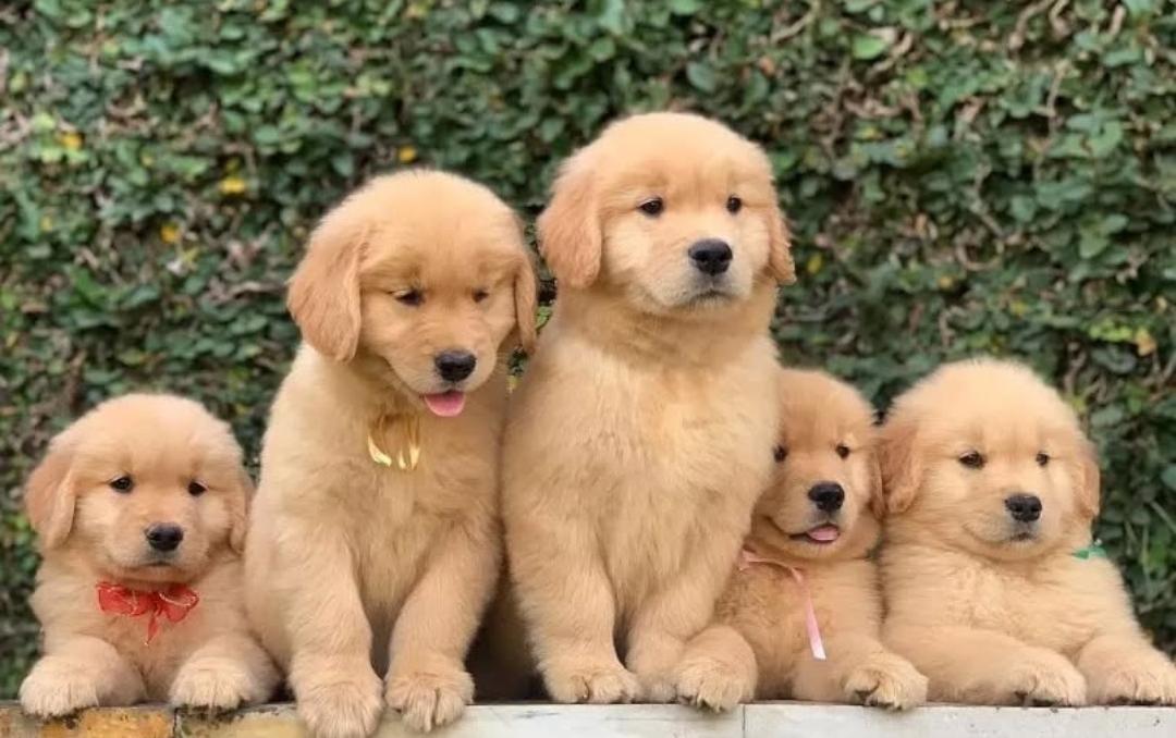 Familienfreundliche Golden Retriever Welpen