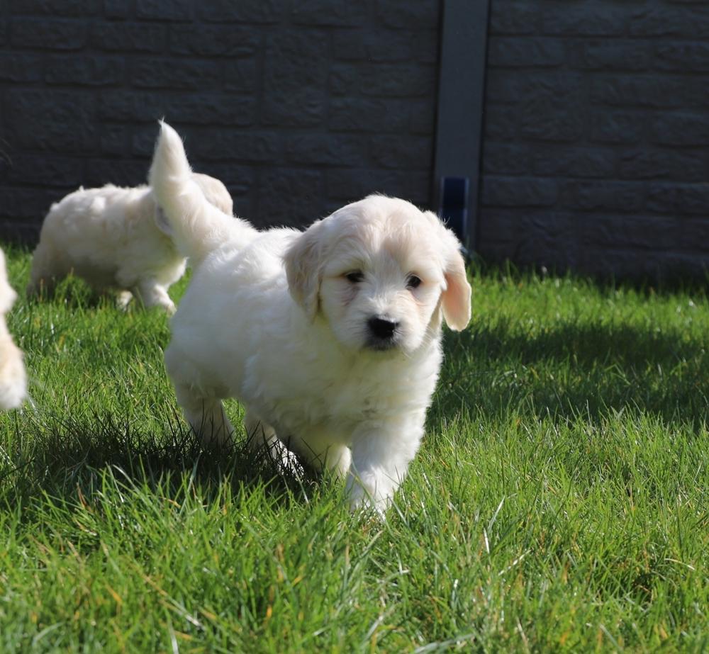 Golden Retriever Babys in bestes Endzuhause abzuge