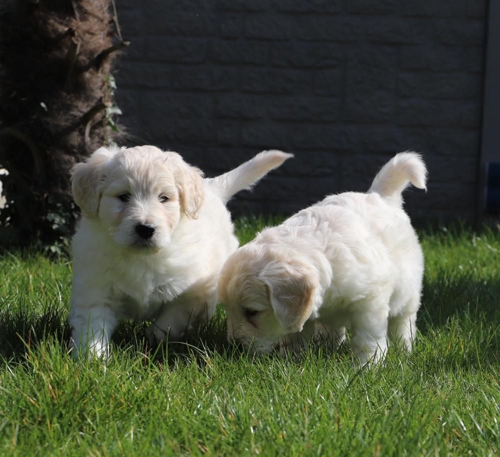 Golden Retriever Babys in bestes Endzuhause abzuge