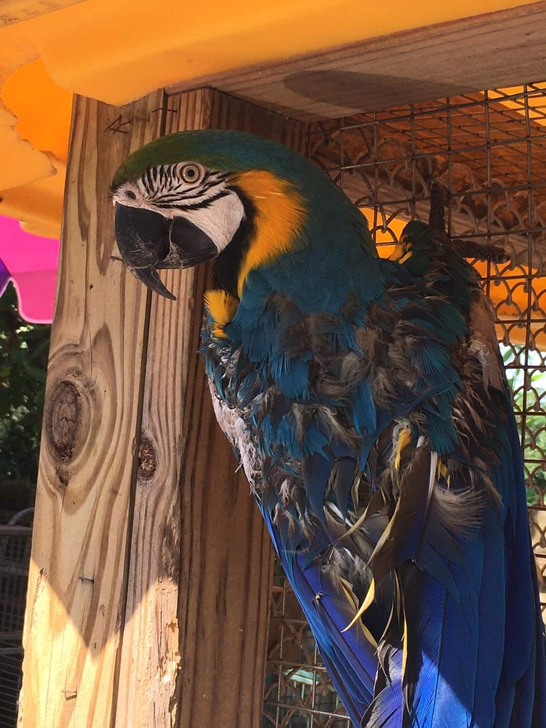 Ich suche ein gutes Zuhause für meine Gelbbrustar