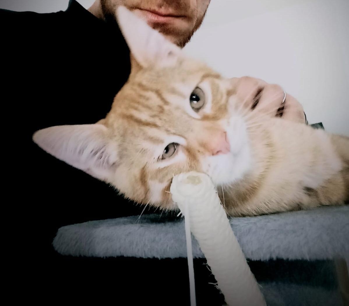 Kater Simba, 17 Wochen alt