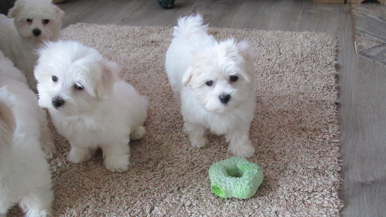 Malteserwelpen, reinrassig,