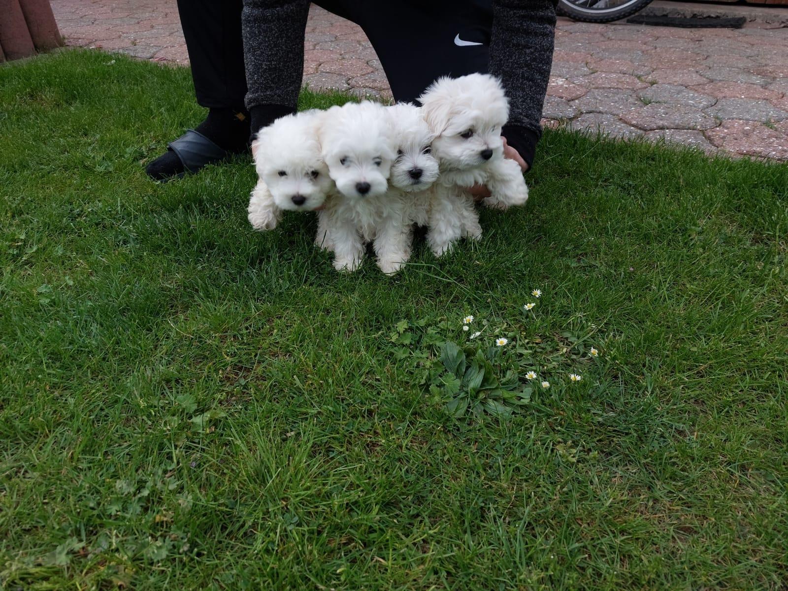 Malteserwelpen, reinrassig,