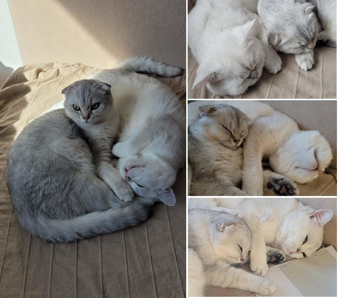 schnurriger Kuschler sucht eine liebevolle Familie