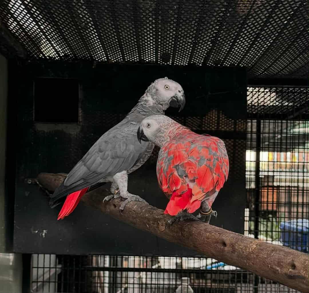 Suche graupapagei weiße Kralle rote Feder Merkmal