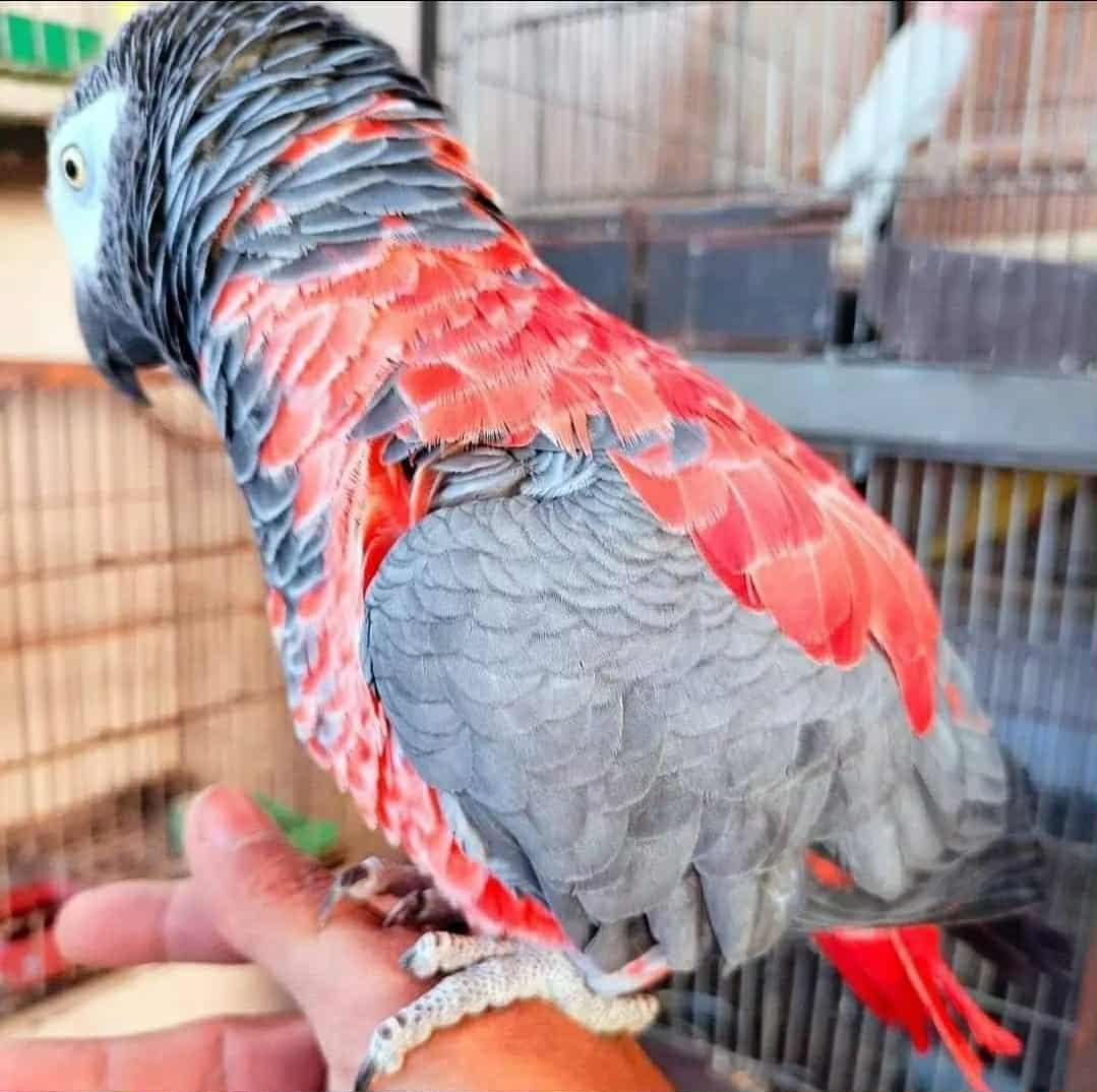 Suche graupapagei weiße Kralle rote Feder Merkmal