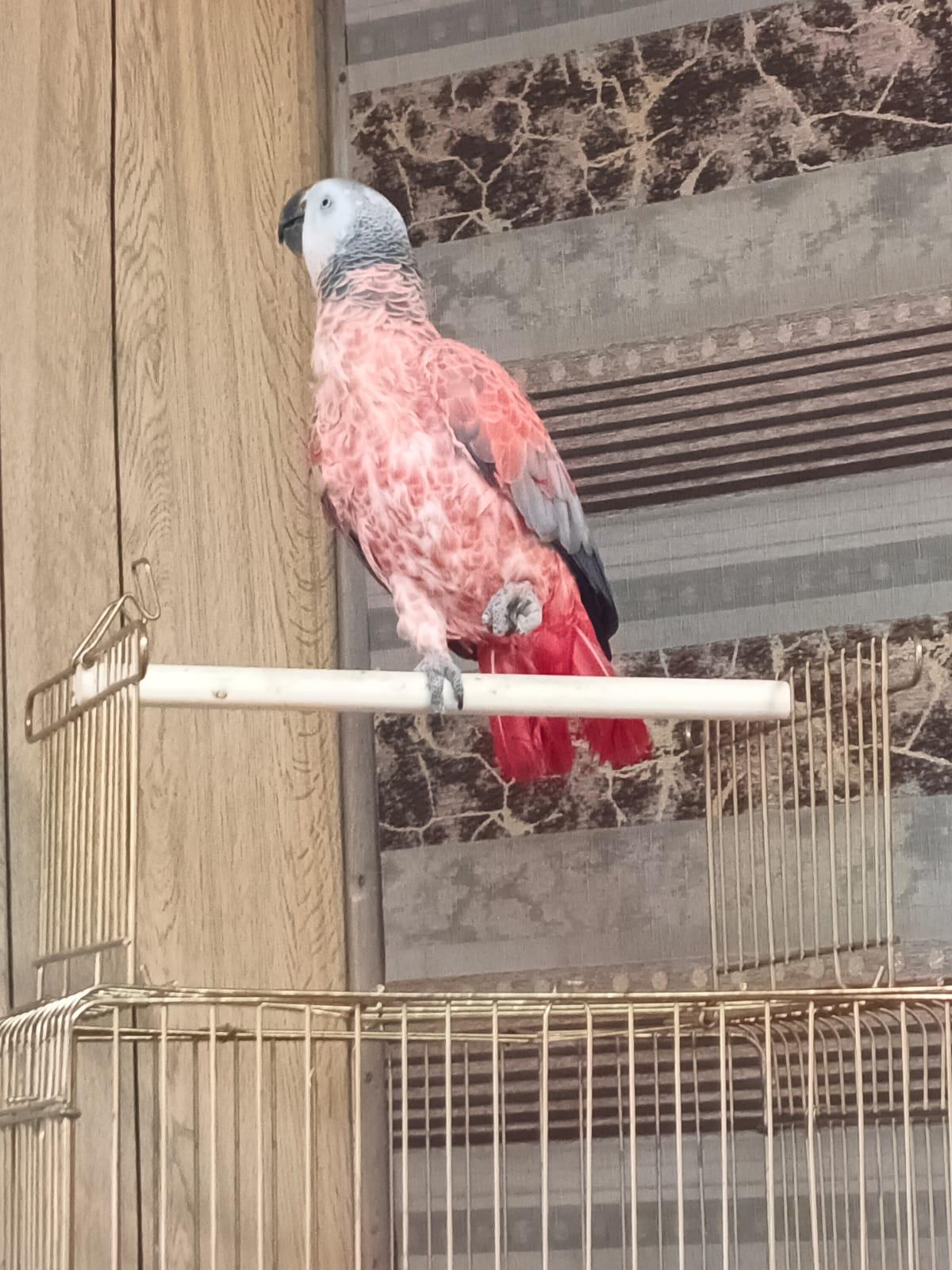 Suche graupapagei weiße Kralle rote Feder Merkmal