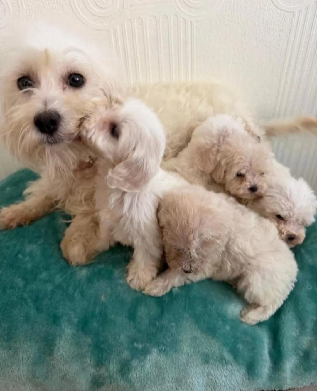 Süsse Maltipoo
