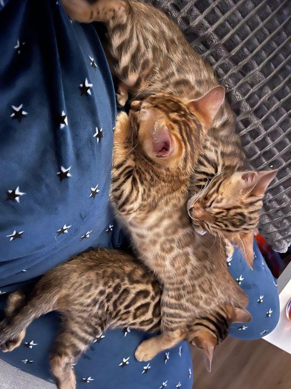 Traumhafte Superkleine Erhältlich  Bengal Kätzch