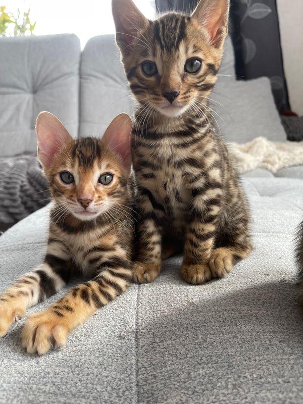 Traumhafte Superkleine Erhältlich  Bengal Kätzch