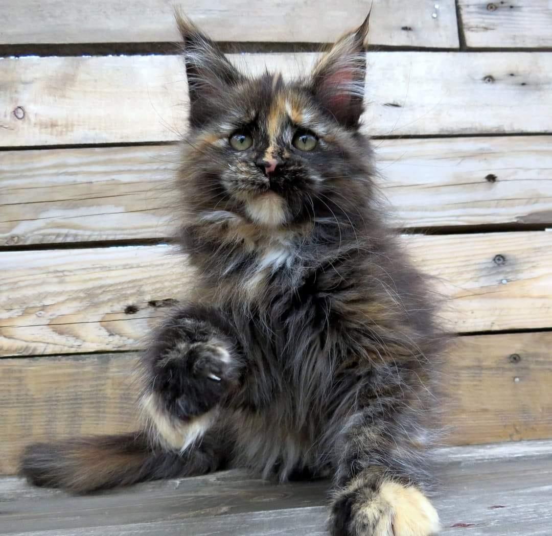 Traumhafte Superkleine Erhältlich Maine Coon Baby