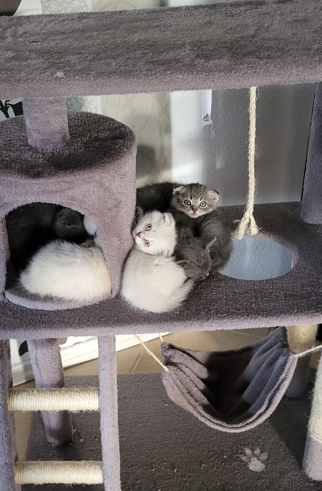 6 Katzenbabys zu verkaufen ! 3 Weiße und 3 Graue 