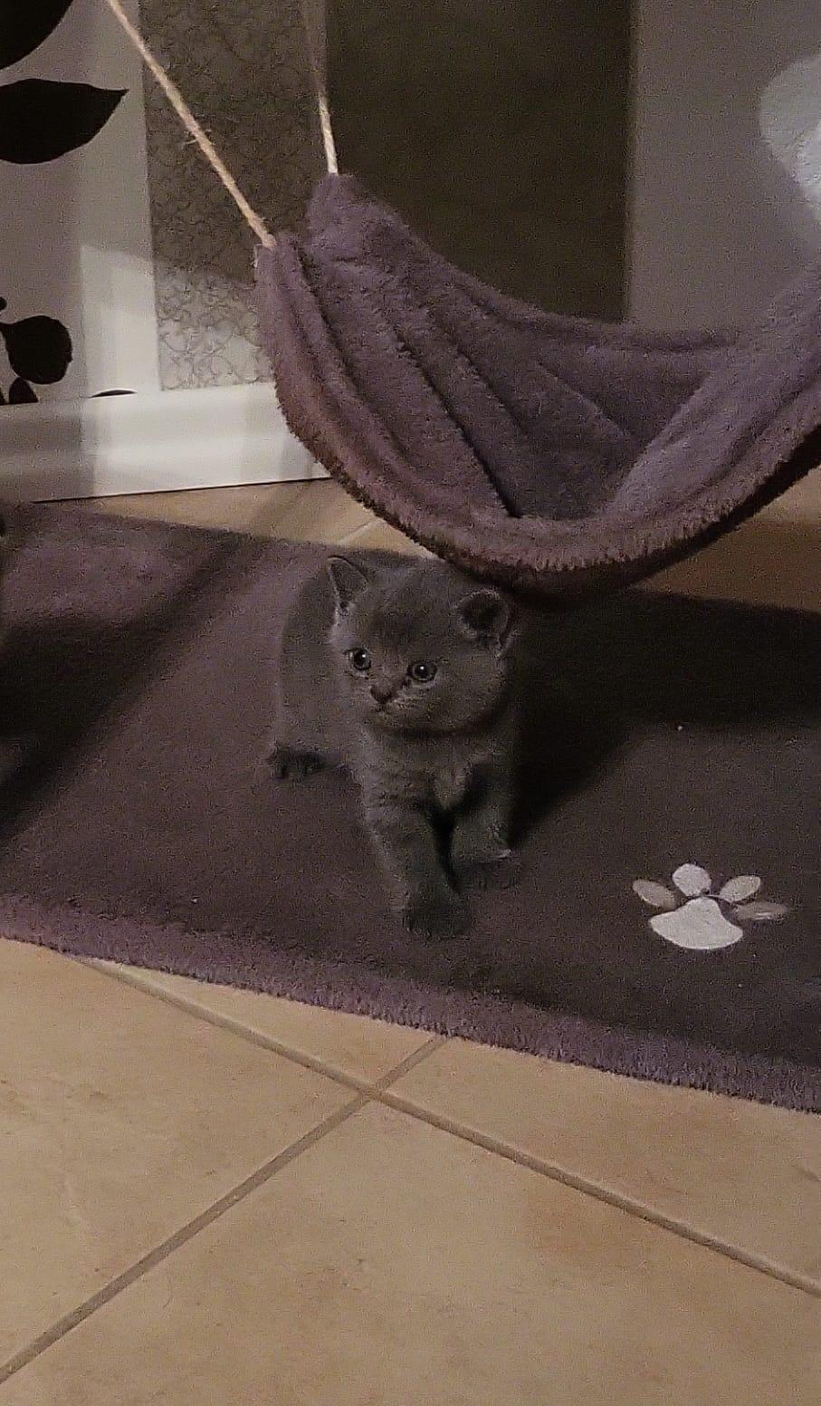 6 Katzenbabys zu verkaufen ! 3 Weiße und 3 Graue 