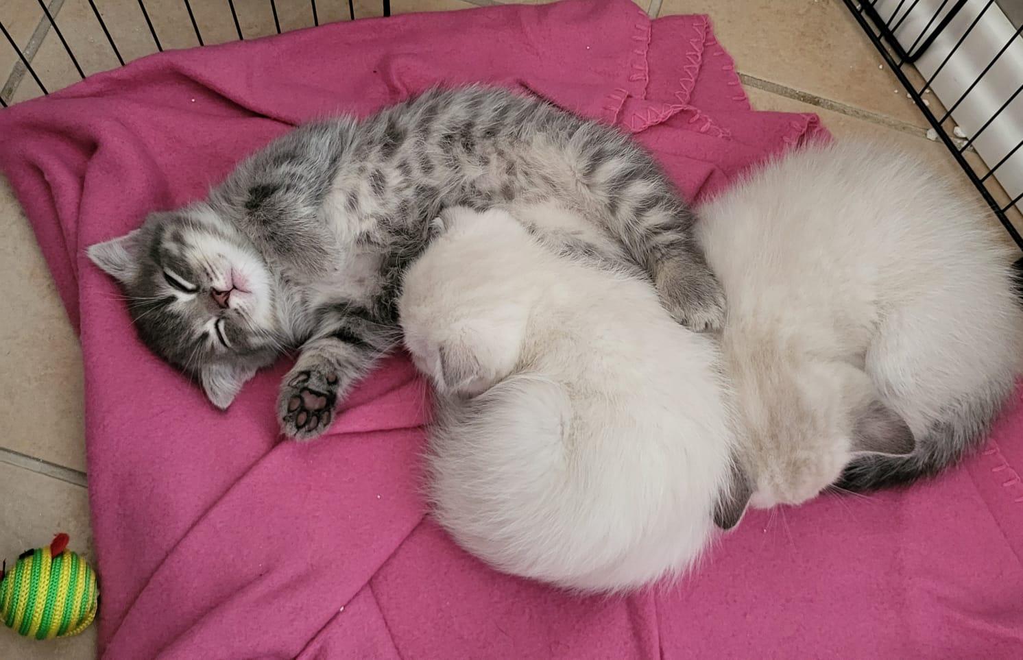 6 Katzenbabys zu verkaufen ! 3 Weiße und 3 Graue 