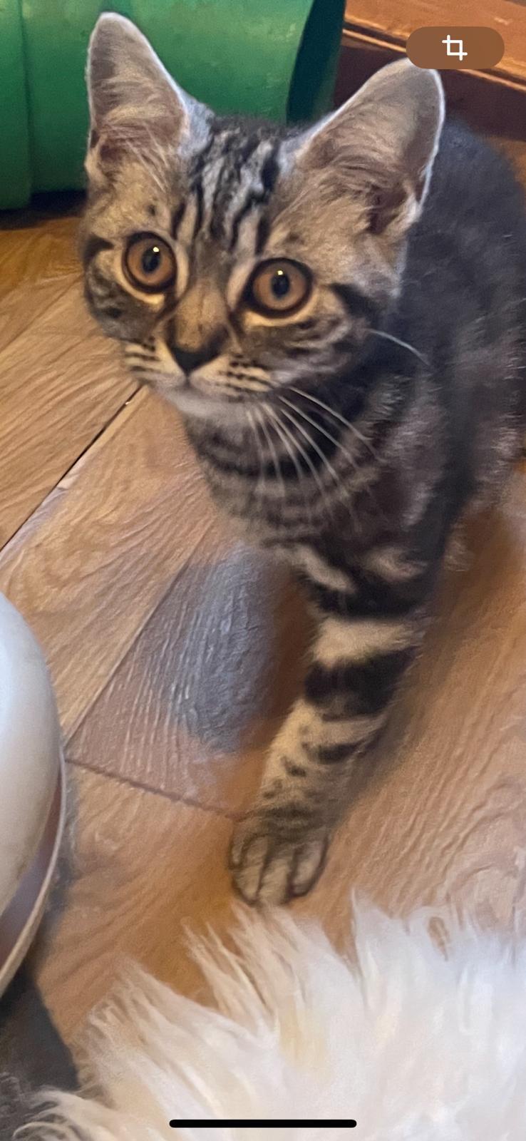 Reinrassige BKH Kitern !