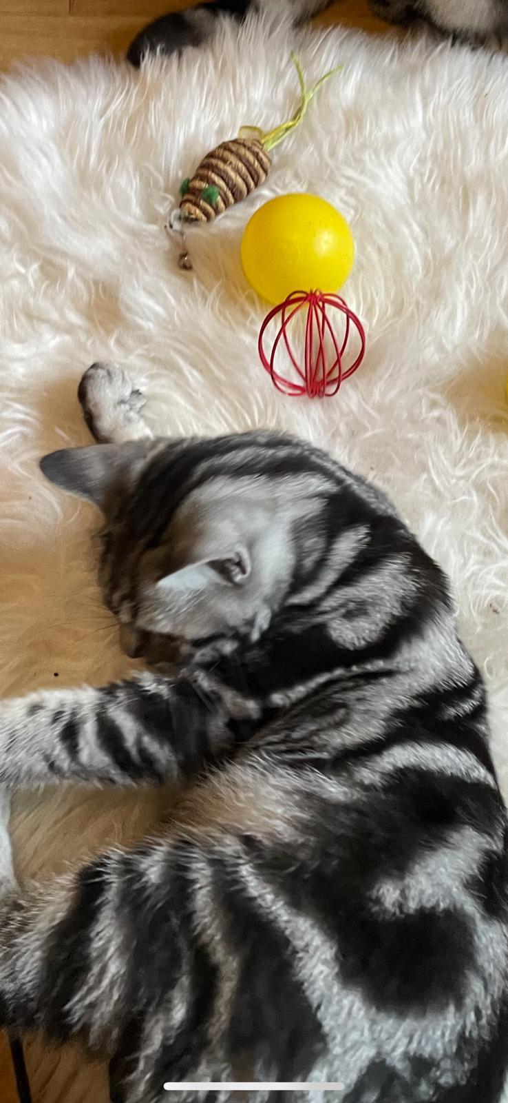 Reinrassige BKH Kitern !