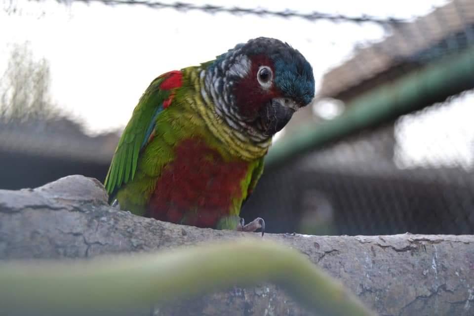 Emmas Weißohrsittiche