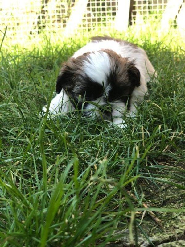 Shih Tzu Welpen