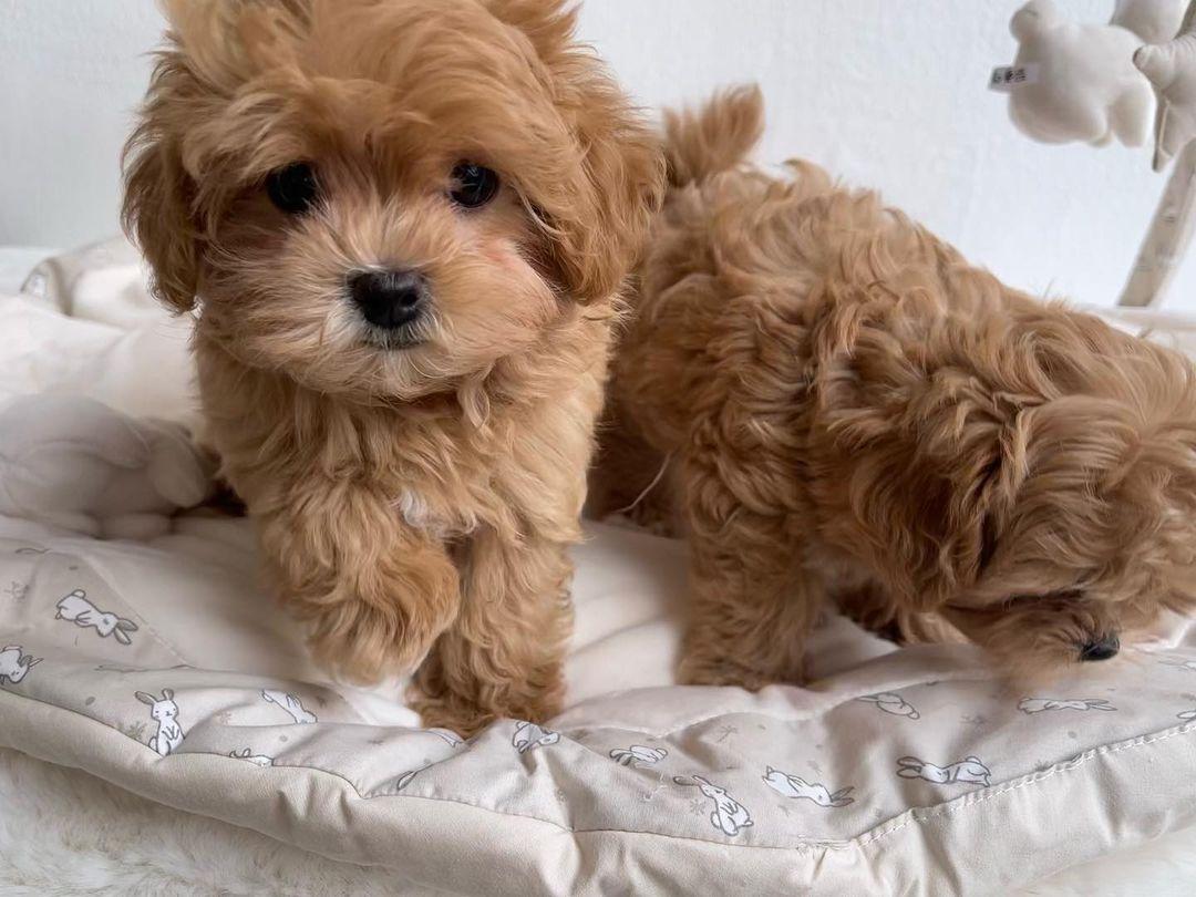 Wunderschöne Maltipoo-Welpen.
