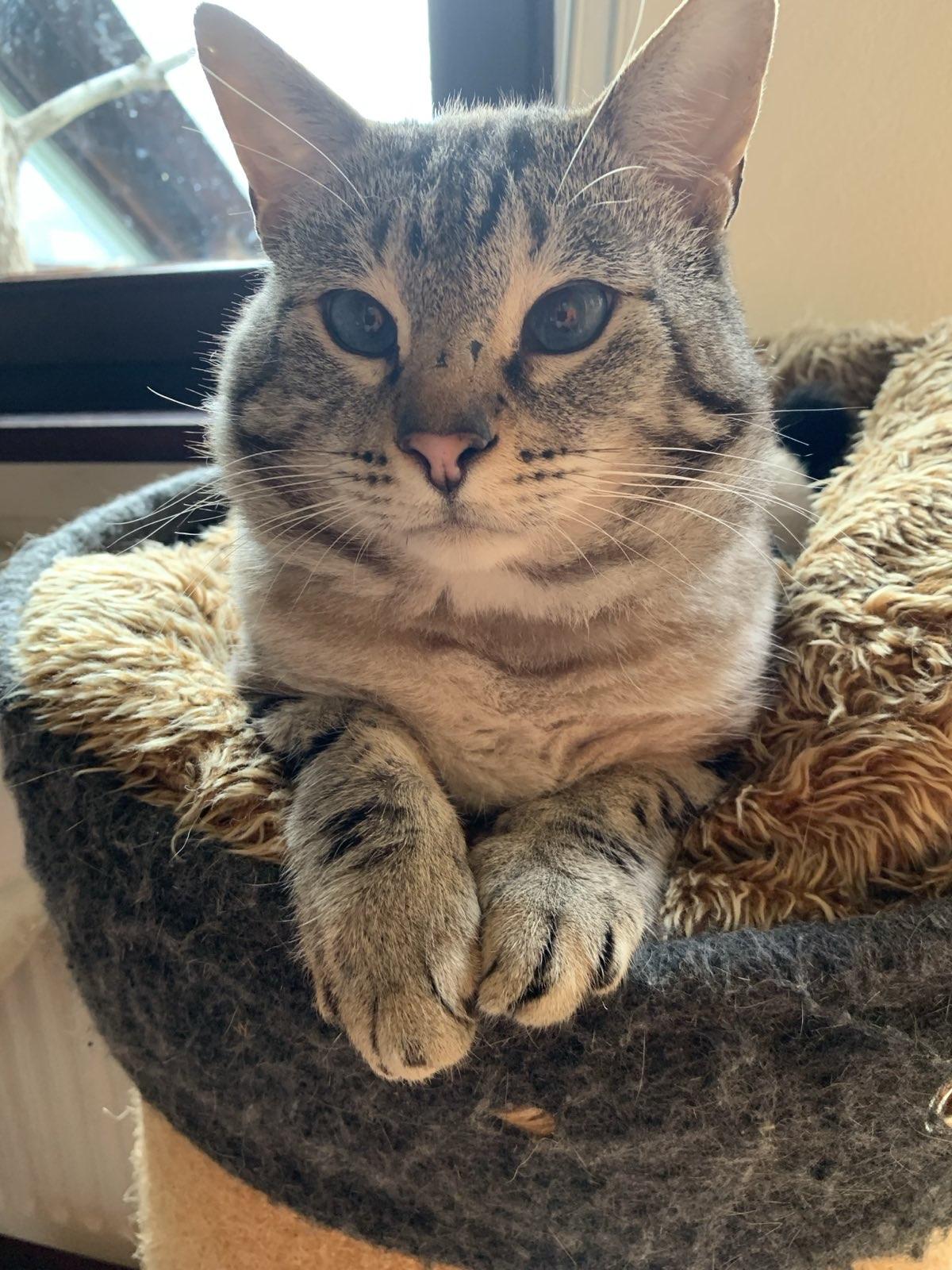 Zauberkater Siam-Mischling Halbalbino