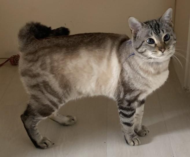 Zauberkater Siam-Mischling Halbalbino