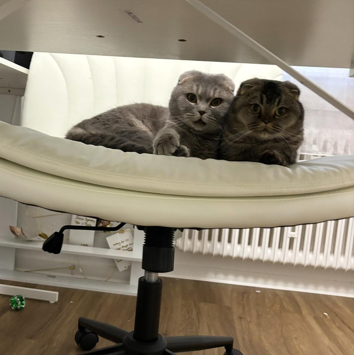 Zwei BKH/SF Mischkatzen suchen ein neues Zuhause