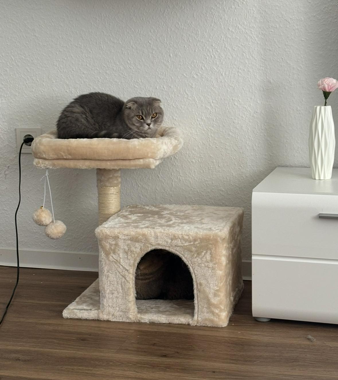 Zwei BKH/SF Mischkatzen suchen ein neues Zuhause