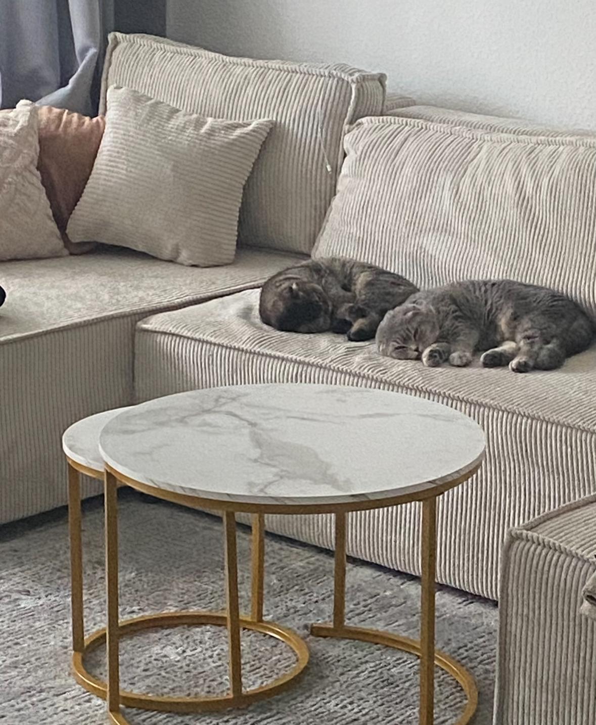 Zwei BKH/SF Mischkatzen suchen ein neues Zuhause